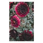 Nandina Botanik 3 Adet Yıldız Çiçeği Soğanı ( Dahlıa Yumrusu) Kadife Kırmızı - 1