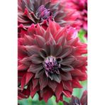 Nandina Botanik 3 Adet Yıldız Çiçeği Soğanı ( Dahlıa Yumrusu) Kan Kırmızısı - 1