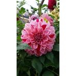 Nandina Botanik 3 Adet Yıldız Çiçeği Soğanı ( Dahlıa Yumrusu) Kırçıllı Pembe - 1