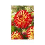 Nandina Botanik 3 Adet Yıldız Çiçeği Soğanı ( Dahlıa Yumrusu) Kırmızı Sarı Ebruli - 1