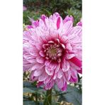 Nandina Botanik 3 Adet Yıldız Çiçeği Soğanı ( Dahlıa Yumrusu) Lekeli Pembe - 1