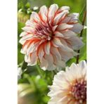 Nandina Botanik 3 Adet Yıldız Çiçeği Soğanı ( Dahlıa Yumrusu) Nude Ebruli - 1