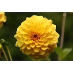 Nandina Botanik 3 Adet Yıldız Çiçeği Soğanı ( Dahlıa Yumrusu) Pastel Sarı - 1