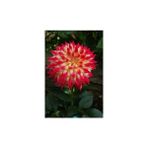 Nandina Botanik 3 Adet Yıldız Çiçeği Soğanı ( Dahlıa Yumrusu) Pembe Uçlu Sarı - 1