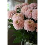 Nandina Botanik 3 Adet Yıldız Çiçeği Soğanı ( Dahlıa Yumrusu) Pudra Pembe - 1