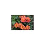 Nandina Botanik 3 Adet Yıldız Çiçeği Soğanı ( Dahlıa Yumrusu) Silik Turuncu - 1