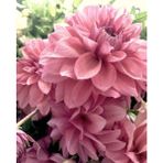 Nandina Botanik 3 Adet Yıldız Çiçeği Soğanı ( Dahlıa Yumrusu) Soft Gülkurusu - 1