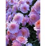 Nandina Botanik 3 Adet Yıldız Çiçeği Soğanı ( Dahlıa Yumrusu) Soft Pembe - 1