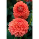 Nandina Botanik 3 Adet Yıldız Çiçeği Soğanı ( Dahlıa Yumrusu) Soft Turuncu - 1