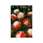 Nandina Botanik 3 Adet Yıldız Çiçeği Soğanı ( Dahlıa Yumrusu) Turuncu Beyaz Iki Renkli - 1
