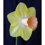 Nandina Botanik 3 Adet Yoğun Kokulu Nergis Çiçek Soğanı (Narcissus Longispathus)-Kod2 - Yok