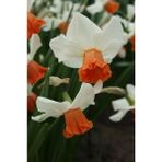 Nandina Botanik 3 Adet Yoğun Kokulu Nergis Çiçek Soğanı (Narcissus LONGISPATHUS)-KOD36 - Yok