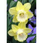 Nandina Botanik 3 Adet Yoğun Kokulu Nergis Çiçek Soğanı (Narcissus LONGISPATHUS)-KOD41 - Yok