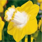 Nandina Botanik 3 Adet Yoğun Kokulu Nergis Çiçek Soğanı (Narcissus Longispathus)-Kod9 - Yok