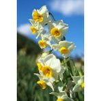 Nandina Botanik 3 Adet Yoğun Kokulu Nergis Çiçek Soğanı (Narcissus Tazetta-Çin NERGISI)-KOD15 - Yok