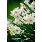 Nandina Botanik 3 Adet Yoğun Kokulu Nergis Çiçek Soğanı (Narcissus Tazetta-Çin NERGISI)-KOD23 - Yok