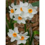 Nandina Botanik 3 Adet Yoğun Kokulu Nergis Çiçek Soğanı (Narcissus Tazetta-Çin NERGISI)-KOD35 - Yok