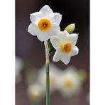 Nandina Botanik 3 Adet Yoğun Kokulu Nergis Çiçek Soğanı (Narcissus Tazetta-Çin NERGISI)-KOD71 - Yok