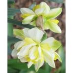 Nandina Botanik 3 Adet Yoğun Kokulu Nergis Çiçek Soğanı (NERGIZ)-KOD39 - Yok
