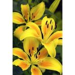 Nandina Botanik 3 Sarı Kokulu Lilyum (Zambak) Çiçeği Soğanı Zarif Bitki Türkiye Menşeli - 1