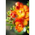 Nandina Botanik 4 Adet Yoğun Kokulu Katmerli Frezya Soğanı (Arpa Çiçeği) 1005