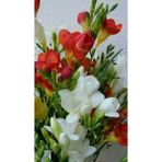 Nandina Botanik 4 Adet Yoğun Kokulu Katmerli Frezya Soğanı (Arpa Çiçeği) 1016