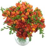 Nandina Botanik 4 Adet Yoğun Kokulu Katmerli Frezya Soğanı (Arpa Çiçeği) 1025
