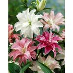 Nandina Botanik 4'lü Katmerli Karışık Renkli Kokulu Lilyum (Zambak) Çiçeği Soğanı - 4 Adet