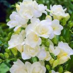 Nandina Botanik 5 Adet Beyaz Renkli Mis Kokulu Frezya - Yok