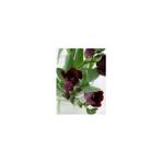 Nandina Botanik 5 Adet Bordo Renkli Mis Kokulu Frezya Soğanı