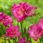 Nandina Botanik 5 Adet Koyu Pembe Renkli Mis Kokulu Frezya Soğanı