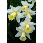 Nandina Botanik 5 Adet Yoğun Kokulu Nergis Çiçek Soğanı (Narcissus LONGISPATHUS)-KOD142 - Yok