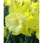 Nandina Botanik 5 Adet Yoğun Kokulu Nergis Çiçek Soğanı (Narcissus LONGISPATHUS)-KOD93 - Yok