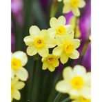 Nandina Botanik 5 Adet Yoğun Kokulu Nergis Çiçek Soğanı (Narcissus Tazetta-Çin NERGISI)-KOD120 - Yok