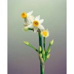 Nandina Botanik 5 Adet Yoğun Kokulu Nergis Çiçek Soğanı (Narcissus Tazetta-Çin NERGISI)-KOD121 - Yok