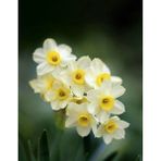 Nandina Botanik 5 Adet Yoğun Kokulu Nergis Çiçek Soğanı (Narcissus Tazetta-Çin NERGISI)-KOD127 - Yok