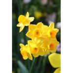 Nandina Botanik 5 Adet Yoğun Kokulu Nergis Çiçek Soğanı (Narcissus Tazetta-Çin NERGISI)-KOD138 - Yok