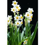 Nandina Botanik 5 Adet Yoğun Kokulu Nergis Çiçek Soğanı (Narcissus Tazetta-Çin NERGISI)-KOD146 - Yok