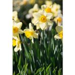 Nandina Botanik 5 Adet Yoğun Kokulu Nergis Çiçek Soğanı (Narcissus Tazetta-Çin NERGISI)-KOD76 - Yok