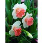 Nandina Botanik 5 Adet Yoğun Kokulu Nergis Çiçek Soğanı (NERGIZ)-KOD104 - Yok