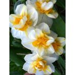 Nandina Botanik 5 Adet Yoğun Kokulu Nergis Çiçek Soğanı (NERGIZ)-KOD113 - Yok