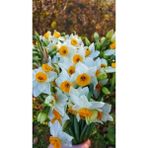 Nandina Botanik 5 Adet Yoğun Kokulu Nergis Çiçek Soğanı (NERGIZ)-KOD118 - Yok