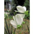 Nandina Botanik 5 Adet Yoğun Kokulu Nergis Çiçek Soğanı (NERGIZ)-KOD140 - Yok