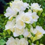 Nandina Botanik 6 Adet Mis Kokulu Frezya Soğanı-Gölgeli Beyaz - Yok