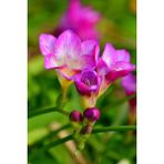 Nandina Botanik 6 Adet Mis Kokulu Iri Kalibre Frezya SOĞANI-KOD225 - 6 Adet Mis Kokulu İri Kalibre Frezya Soğanı-Kod225