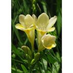 Nandina Botanik 8 Adet Yoğun Kokulu Katmerli Frezya Soğanı (Arpa Çiçeği) 1003