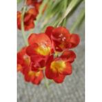 Nandina Botanik 8 Adet Yoğun Kokulu Katmerli Frezya Soğanı (Arpa Çiçeği) 1020