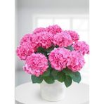 Nandina Botanik Aşılı Tüplü Ortanca Çiçeği Fidanı-Koyu Pembe