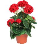 Nandina Botanik Canlı Saksılı Sardunya Çiçek Fidanı-Kırmızı - 5200