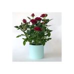 NANDİNA BOTANİK Canlı Saksılı Yediveren Bodur Kırmızı Gül Fidanı (salon Gülü)